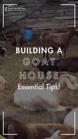 Building a Goat House: Elevate for flood protection, maintain dry floors, and prioritize light, air, and temperature control.  #LivestockCare #essentialtips #goats #animalwelfare