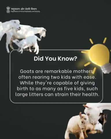 Fun Fact: Goats, incredible mothers, effortlessly raise two kids, though larger litters can strain their health.  #goatfacts #funfacts #animalhusbandry #goatcare