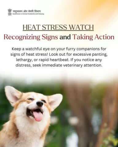 A vigilant eye can save lives! 
Watch for signs of heat stress in your pets—excessive panting, lethargy, or rapid heartbeat. Early detection can make all the difference. #heatstressawareness #petcare #BeatTheHeat