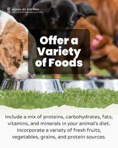 Feeding diversity for vitality: A well-rounded diet for your animals encompasses a spectrum of nutrients. #animalwelfare