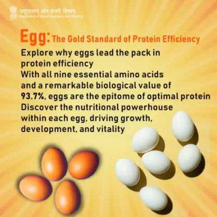 Why are eggs the gold standard of protein?

Discover the nutritional powerhouse within each egg!
#EggBenefits #Health #Nutrition #Eggs  #BalancedNutrition