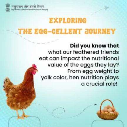 Dive into the fascinating world of egg nutrition! Discover how what hens eat impacts the eggs we enjoy. 
#EggNutrition #HealthyEating  #EggQuality #nutritionfacts