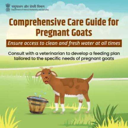 Hydration and Expert Guidance: Keep pregnant goats hydrated with clean water and collaborate with a veterinarian for a customized feeding plan.  #PregnantGoats #LivestockHealth #veterinarycare