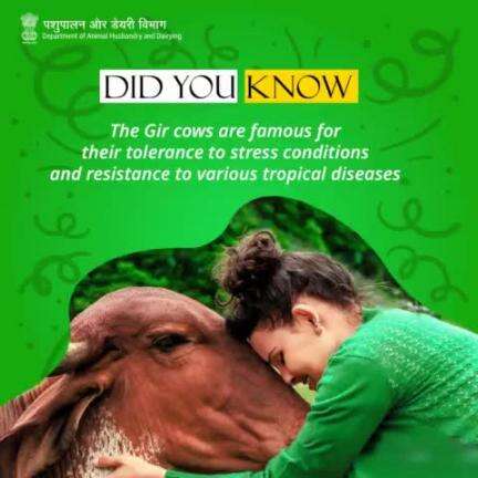 Did you know?
Gir cows are renowned for their remarkable tolerance to stress conditions and resistance to tropical diseases. #GirCowFacts #ResilientCattle #livestock #animalhusbandry