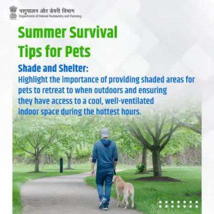 Shelter from the swelter: Create a haven for your pets with shaded outdoor areas and access to a cool, well-ventilated indoor space during peak heat hours.
#heatstressawareness #LivestockHealth #animalwellness #beattheheat2024 #petcare