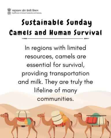 Celebrate camels, the lifeline of desert communities.
They provide transportation and milk in regions with limited resources.
#DesertLifeline #CamelCulture #DesertCommunities #SustainableLiving