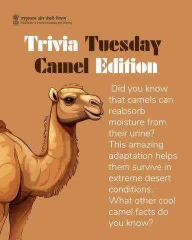 Trivia Tuesday calls for some camel facts!
Did you know camels can reabsorb moisture from their urine?
Share your camel knowledge!
#CamelTrivia #FunFactTuesday  #camelday #DesertLifeline #CamelCulture