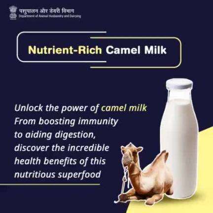 Sip into wellness with camel milk, nature's nourishing elixir!
#CamelMilk #NaturalElixir #HealthBenefits #Nourishment #Wellness