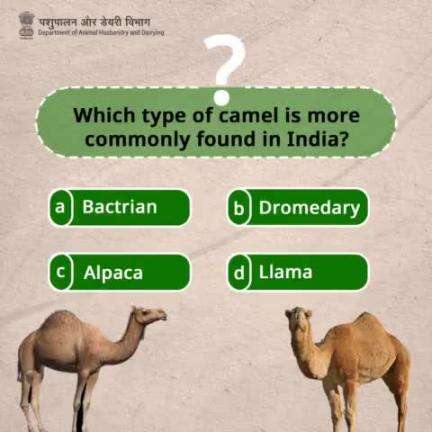 Are you a camel aficionado?
Take our quiz and find out!
#CamelTrivia #FunFactTuesday #CamelFacts #camelday #DesertLifeline #CamelCulture