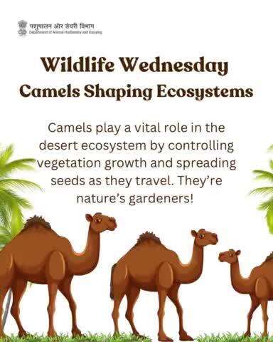 Camels aren't just travelers; they're nature's gardeners! Explore how they shape desert ecosystems on this Wildlife Wednesday. #camelday #DesertLifeline #CamelCulture