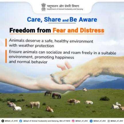 The fifth freedom is ensuring animals live in conditions and treatment that avoid mental suffering. A stress-free environment is key to their overall health.
#AnimalRights #FreedomFromFear #DeptOfAnimalHusbandry