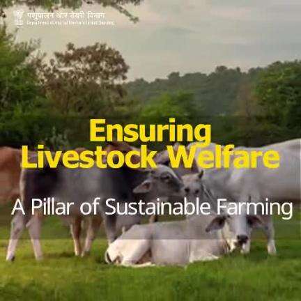 Ensuring the welfare of livestock is essential for sustainable farming. Healthy and happy animals lead to better productivity and a more ethical agricultural industry. 
#LivestockWelfare #SustainableFarming #DeptOfAnimalHusbandry