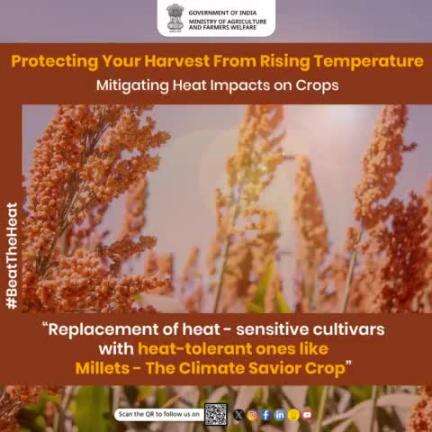 Replacement of heat-sensitive cultivars with heat-tolerant ones. #Millets possess heat-tolerant properties, making them resilient to rising temperatures & can thrive in harsh conditions making it a reliable option for #farmers.