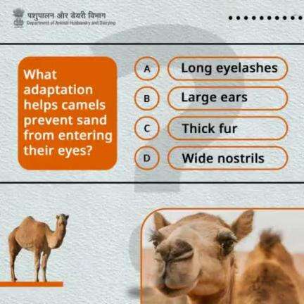 Test your camel knowledge with our quiz! 
Are you a true camel expert? 
#quiz #Camel #DesertLifeline #camelculture