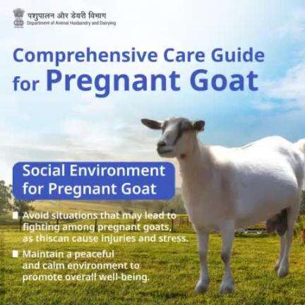 Harmony for Health: Minimize stress and injuries by fostering a peaceful social environment for pregnant goats, ensuring their well-being and tranquillity.
#PregnantGoats #LivestockWellness #PeacefulEnvironment