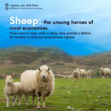 Sheep: The Unrivalled MVPs of Rural Economies! From Wool to Meat, Milk to Skins, They're the Lifeline for Farmers in Arid and Mountainous Regions. 
#sheep #animalhusbandry #Trending