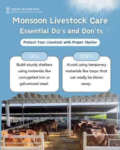 Build sturdy shelters, maintain ventilation, and avoid overcrowding. Ensure your animals stay safe and comfortable this rainy season. #MonsoonSafety