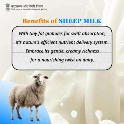 Sheep Milk: Nature's Swift Nutrient Boost! With Tiny Fat Globules for Efficient Absorption, Dive into its Gentle, Creamy Richness for a Nourishing Dairy Delight.
#Sheepmilk #Dairy #animalhusbandry