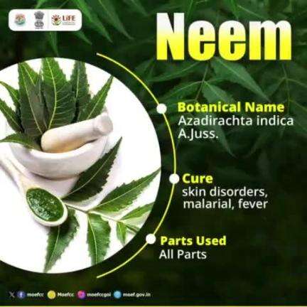 #Neem, a powerful #medicinalplant grown in India, is essential for every home garden.  #MissionLiFE #ProPlanetPeople