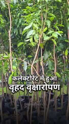 कलेक्टोरेट बालोद में हुआ वृहद वृक्षारोपण #baloddistrict #plantation