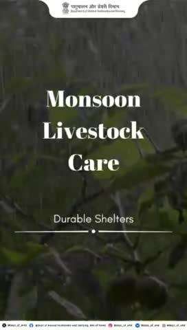 Build durable shelters for your livestock! 
Use sturdy materials like corrugated iron and aluminum to ensure their protection and comfort.
#AnimalCare #monsoonsafety