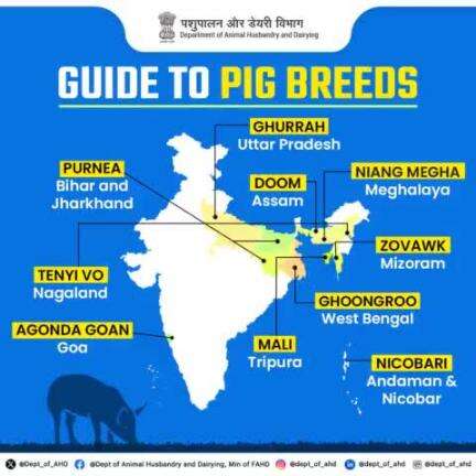 Explore the diversity of Indian pig breeds with our interactive guide! 
From the Ghurrah of Uttar Pradesh to the Nicobari of Andaman and Nicobar, discover the unique pig breeds native to various Indian states. 
#IndianPigBreeds