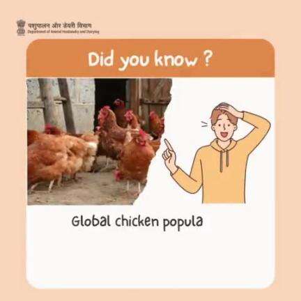 Clucking Triumph: Chicken Population Soars to Nearly 34 Billion, Surpassing Humans Worldwide.
#funfact #animalhusbandry