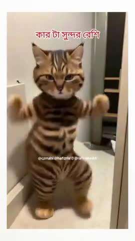 cat 🐈r cat er dance er shat e amar dance konta beshi valo hoyse - cz mahi #cat #dance #czmahi