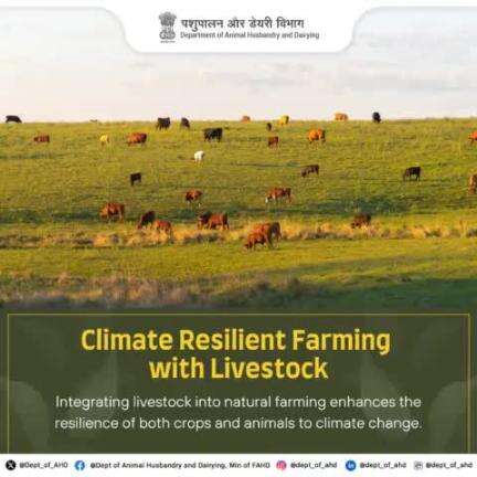 Integrating livestock into natural farming enhances resilience for both crops and animals amidst climate change challenges. Embrace sustainable agriculture for a greener future!  #ClimateResilience #SustainableFarming