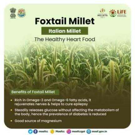 #IYM2023 #ChooseLiFE #MissionLiFEcomments
Let’s learn about #FoxTailMillet the ‘Healthy Heart Food’! 
#railminindia
#moefcc