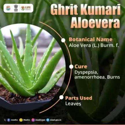 #MissionLiFE #ChooseLiFE #ProPlanetPeople
Learn about Aloe Vera, a Medicinal Plant, and its healing properties. Try to grow it around us. 
#railminindia
#moefcc
#gmblw