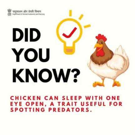 Ever vigilant: chickens have a unique ability to sleep with one eye open, helping them stay alert and spot predators lurking nearby.
#oneeyeopen #AnimalHusbandry