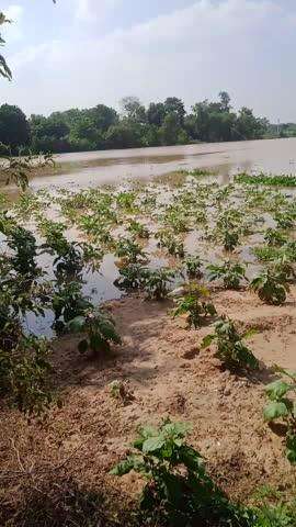 महादेवचाक  गांव यह वीडियो जहा लगभग 100बिगाह फसल नुकसान हो चुका है। सोन नदी और गंगा नदी पानी अभी भी बरोतरी पर ही है।