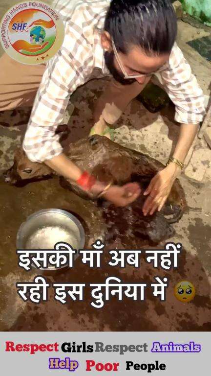 इसकी माँ अब नहीं रही इस दुनिया में 🥺🐄

Respect Girls help poor help animals 

#apsgurjar #cow #cowgirl #help #rip #mom