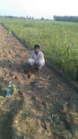 satyaveer Singh mujariya wale khet mein vruksharopan karte samay 17.9.20124