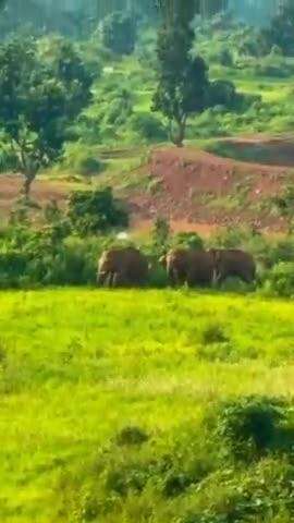 Chhattisgarh ke mainpat mein hathiyon ka dal