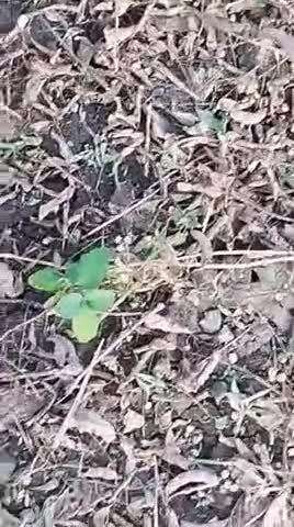 ashok pita bodarsingh ahirwar ke khet me sayabin ki katai karai gai jisme harvestar se puri soyabin khet me bodigai g