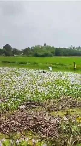 गौरीगंज के जामो रोड स्थित तालाब में कूद गया बदमाश।
अमेठी पुलिस को देखकर कार सवार 04 बदमाश कार से उतरकर भागे,