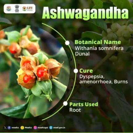 Medicinal Plants for a better life!  Learn about Ashwagandha and its incredible uses.  #MissionLiFE #ProPlanetPeople