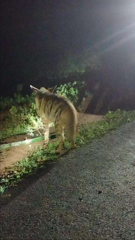 वन परिक्षेत्र प्रतापपुर के सर्किल बंसीपुर मे एक लकड़बघा ज़ख्मी हो गया रेसकिव कर उपचार के बाद तमोर पिगला अभयण मे छोड़ दिय