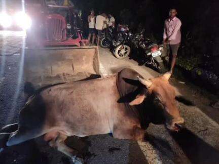 सर्व मानव गौ सेवा संस्थान जनपद कासगंज में एक्सीडेंटल घायल नंदी महाराज का उपचार और सेवा करते हुए