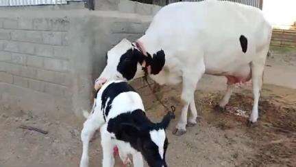 adhik dudh Dene wali American Cow