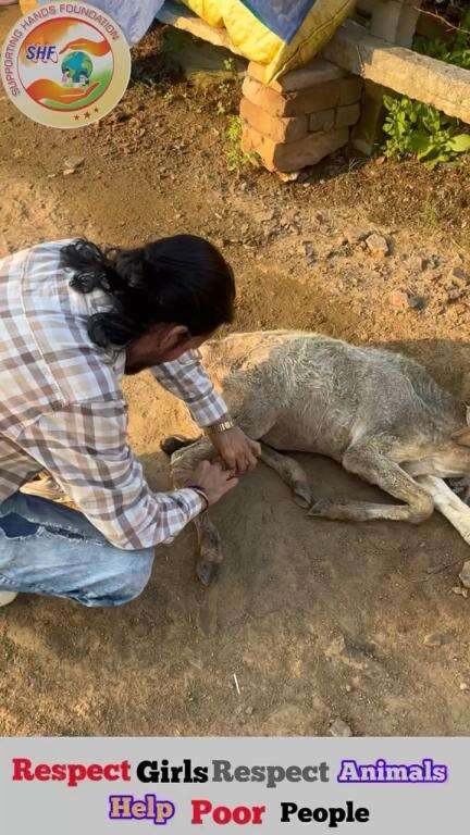 जब आप गाये का ख्याल…
नही रख सकते तो पालते क्यों हो 😡

Respect Girls help poor help animals 

#apsgurjar #cow #animal #support #gwalior