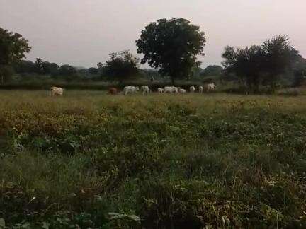 richha panchayat ke jaanvar