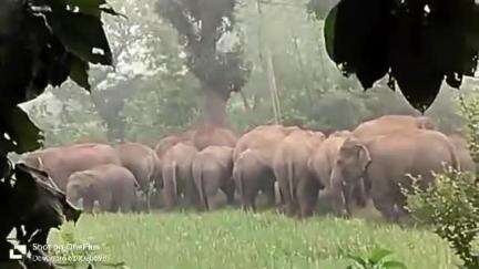 गोला: गोला क्षेत्र में हाथियों का आतंक किसानों की फसलों को रौंदा! #elephant #news #higlight