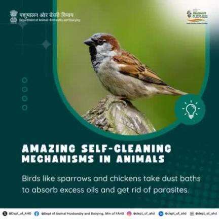 Birds: Dusty Yet Clean! 
Birds, such as sparrows, love dust baths. The dust absorbs excess oils and removes parasites, keeping them clean and happy.
#SpecialCampaign4 #animalhusbandry #swachhatahiseva2024