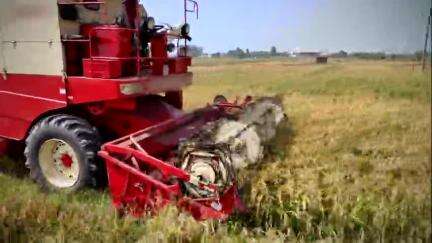 Stubble Burning: जानें क्यों किसानों एवं पर्यावरण दोनों के लिए नुकसानदेह है पराली जलाना! #agrigoi
#stubbleburning
#agriculture #farmers