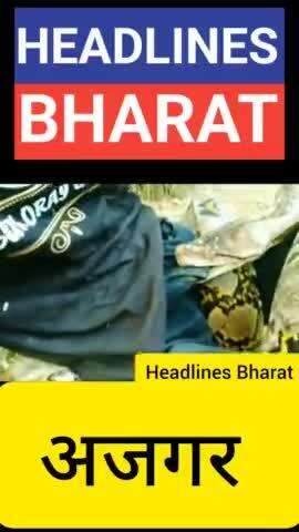 अजगर सांप Headlines Bharat news #headlinesbharat