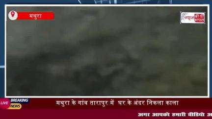 मथुरा के गांव तारापुर में देर रात एक काला कोबरा सांप निकलने से हड़कंप मच गया
#मथुरा #गांव #तारापुर #काला #सांप #कोबरा