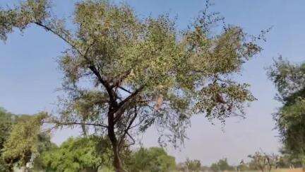 अरावली की पहाड़ियों पर लगे बंपर बैर।
इतने बैर कभी नहीं देखें